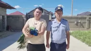 Блудного павлина Павла вернули хозяину полицейские Шымкента