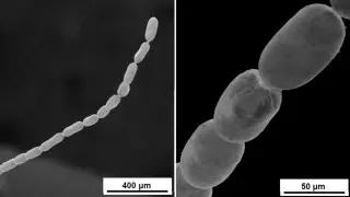 Обнаружена самая большая в мире бактерия
