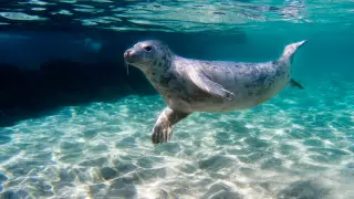 "Серьезные опасения". Токаев высказался о гибели тюленей на Каспии и спасении Жайыка