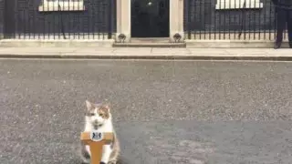 Главный кот Британии "сделал заявление" после отставки ряда министров