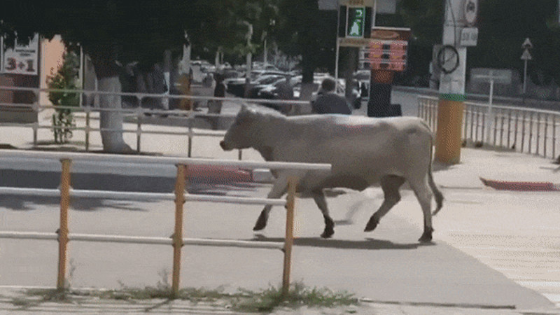 Кадры из видео