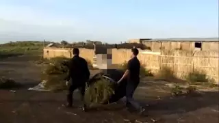 Более 130 килограммов марихуаны изъяли у двух жителей Жамбылской области