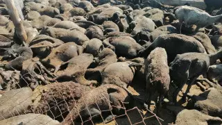 Больше тысячи породистых овец сгорели заживо в Атырауской области