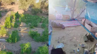 "Плантатор" марихуаны разбросал шипы вокруг своих посевов в Кызылординской области