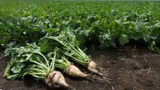 Посевы сахарной свеклы хотят увеличить в 10 раз в Жамбылской области