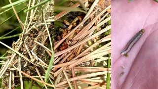 Нашествие гусениц на деревья в горах сняли на видео алматинцы