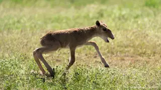 Брекешев рассказал о планах по сайгакам после критики Токаева