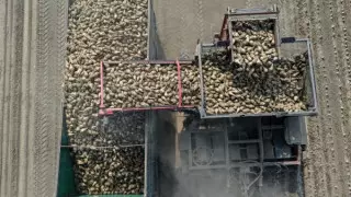 Почему в Казахстане производят мало сахара, рассказали фермеры