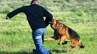 Собака напала на хозяина и держала в страхе его семью в Балхаше