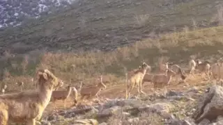 Каратауских архаров сняли на видео