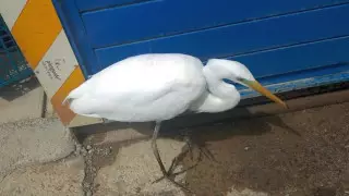 Цапля залетела на нефтяное месторождение в пригороде Актау