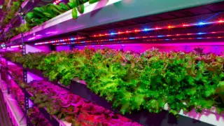 Самую большую в мире вертикальную ферму открыли в Дубае