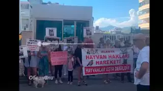 В Турции жители потребовали депортировать из страны переехавшего кошку россиянина