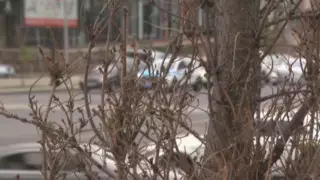 Деревья высадили и перестали их поливать в Алматы