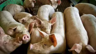 Органы мертвых свиней оживили через час после смерти животных