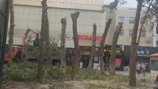Варварская обрезка деревьев в центре Караганды спровоцировала скандал