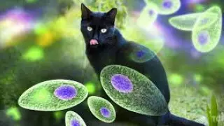 Ученые связали сексуальность человека с заражением паразитами