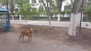 Хатико поселился у павлодарского СИЗО