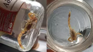 Скорпион забрался в ванную жителя Шымкента