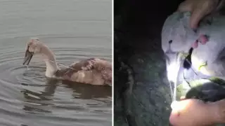 Лебедь проглотил леску с крючками от спиннинга и пришел за помощью к людям в СКО