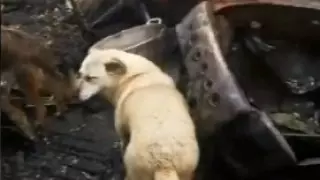 Центр для бездомных животных сгорел в Экибастузе