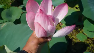 Блогер снял завораживающее видео в долине лотосов