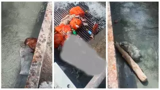 Мешки с трупами животных обнаружили в водохранилище Талгара