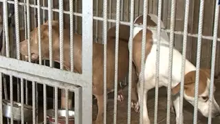 Пес потерял глаз в изоляторе для животных в Алматы