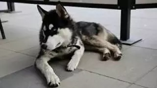 Хаски три недели ждал хозяев в аэропорту