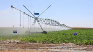 В Жамбылской области провели традиционный День поля