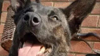 Британец покусал собаку и получил срок