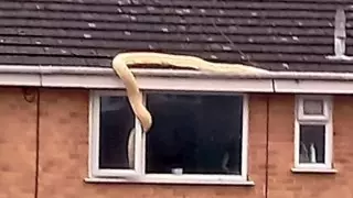 Пятиметровый питон уполз от хозяина и пытался залезть к соседям