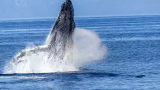Пять человек погибли после столкновения лодки с китом в Новой Зеландии