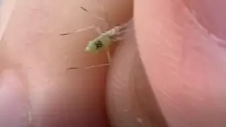 Видео с "комарами Билла Гейтса с номерами" рассылают казахстанцы