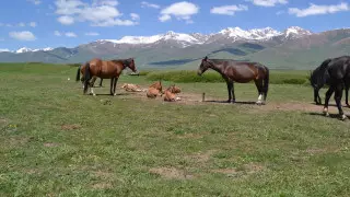 Жители села недалеко от Актобе не могут пасти скот из-за карьеров