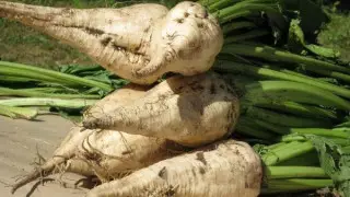 Аграрии отказываются сеять сахарную свеклу в Жетысуской области