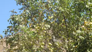 "Спасти Сиверс" - в горах Алматы прошла неделя самой древней яблони в мире