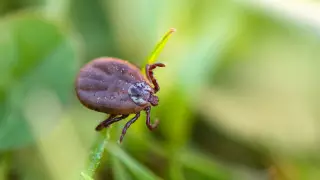 Жителей ВКО атакуют клещи: к медикам обратились 3700 человек