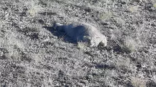 Манула сняли на видео в национальном парке "Тарбагатай"