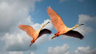 Свыше тысячи видов птиц в мире находятся на грани исчезновения