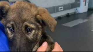 Щенок проделал путь на автовозе из Казахстана в Минск