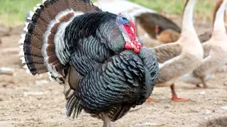 Крупнейшую вспышку птичьего гриппа в истории выявили в Британии