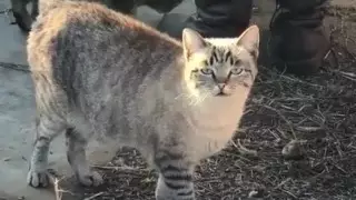 Соцсети тронула бабушка, спасающая бездомных животных в Астане