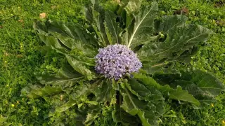 10 человек отравились ядовитой мандрагорой в Италии