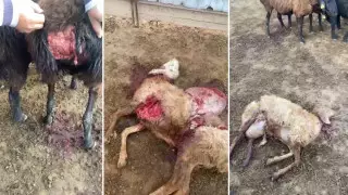 Загрызли десятки овец: жители двух районов Атырауской области пожаловались на бродячих собак