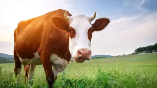 Налог на коровью отрыжку решили внедрить в Новой Зеландии