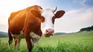 Налог на коровью отрыжку решили внедрить в Новой Зеландии