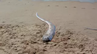 У берегов Мексики выловили редкую рыбу, которую называют "предвестницей катастроф"