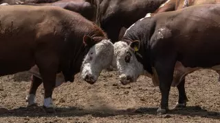 Скот в Казахстане хотят "красить" для безопасности на дорогах