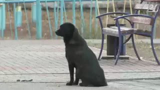 "Приходит в любую погоду". В Караганде разыскивают хозяина Хатико